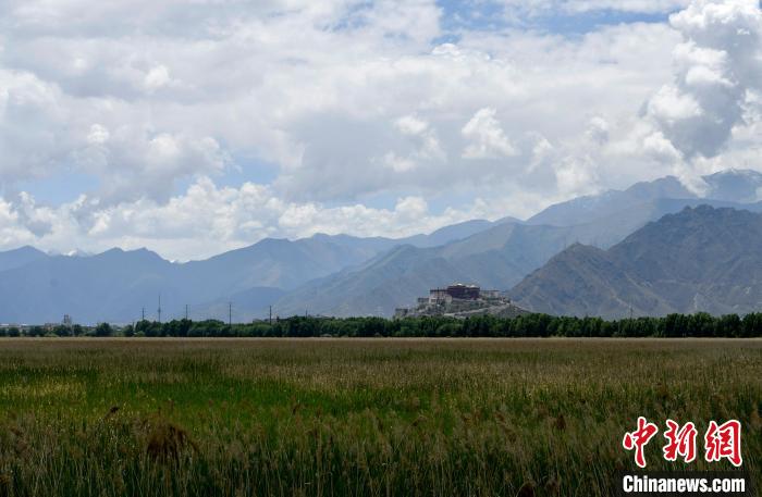 圖為6月22日，西藏拉薩拉魯濕地?！±盍?攝