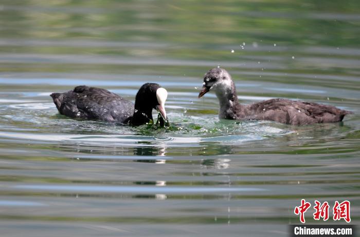 圖為6月22日，棲息在拉魯濕地內(nèi)的古頂雞?！±盍?攝