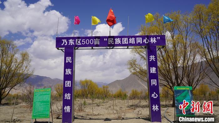 圖為“民族團結同心林”項目?！∧藮|融媒供圖