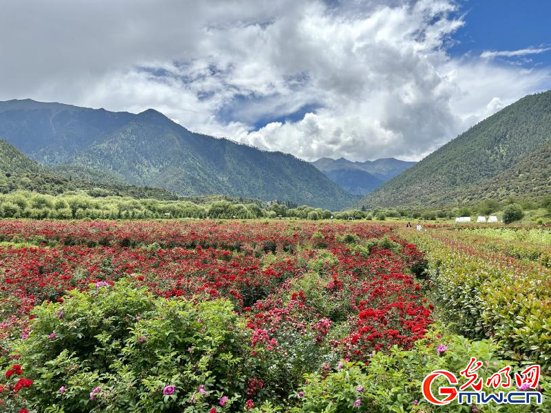 我們的家園丨工布花谷：高原花開香飄全國，產(chǎn)業(yè)經(jīng)濟增收致富