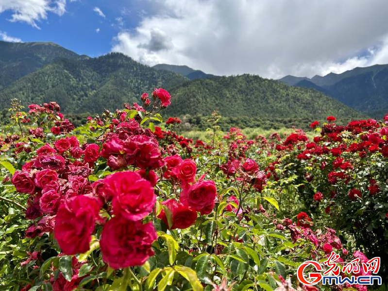 我們的家園丨工布花谷：高原花開香飄全國，產(chǎn)業(yè)經(jīng)濟增收致富