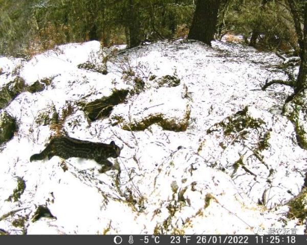 西藏色季拉山發(fā)現(xiàn)雪豹、白頰獼猴等多種珍稀野生動物