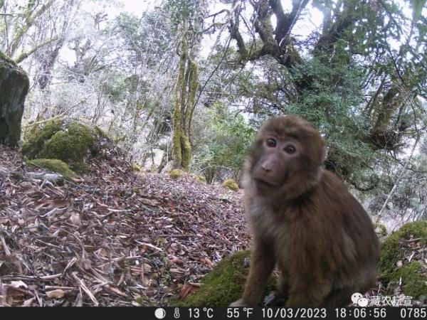 西藏色季拉山發(fā)現(xiàn)雪豹、白頰獼猴等多種珍稀野生動物