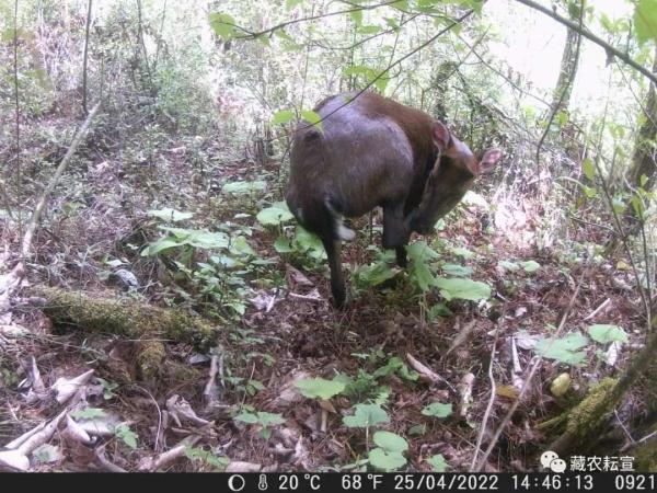 西藏色季拉山發(fā)現(xiàn)雪豹、白頰獼猴等多種珍稀野生動物