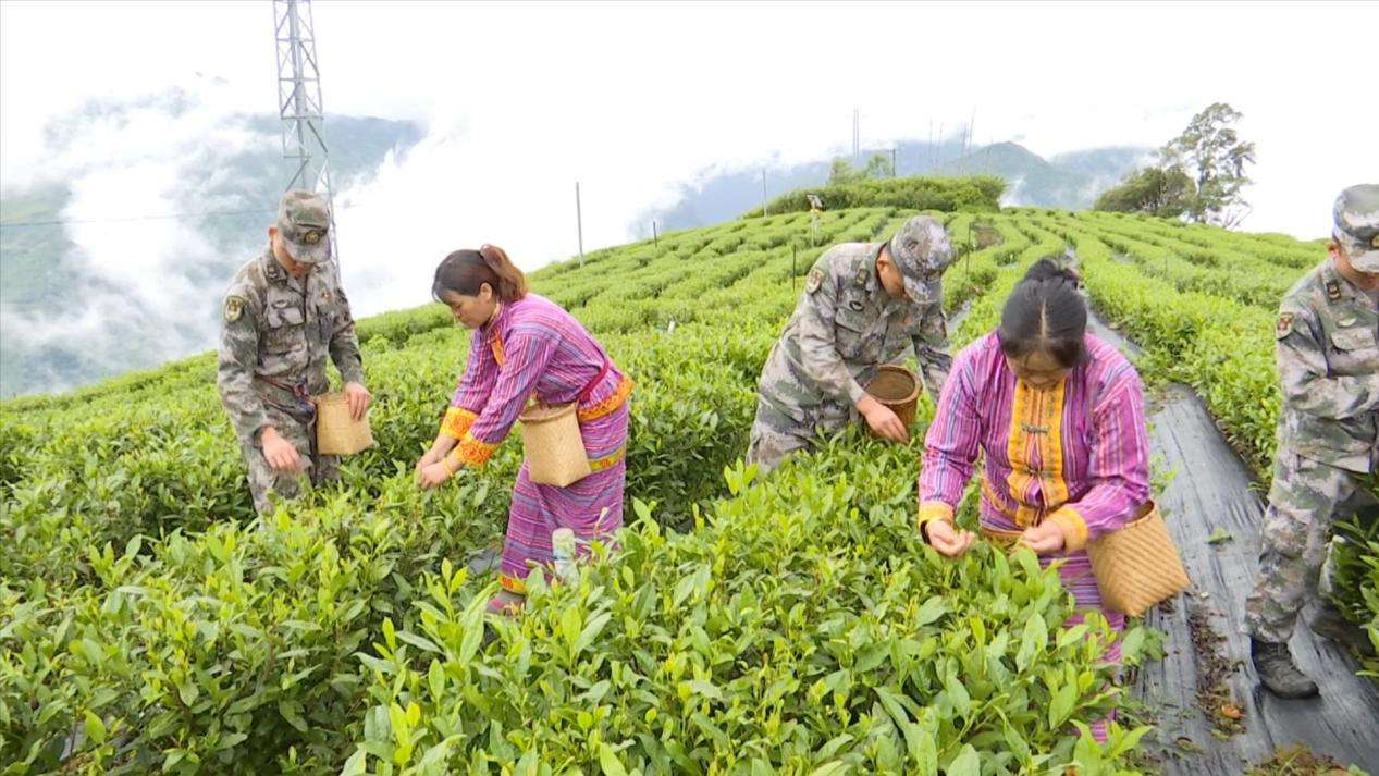 圖為：駐地部隊同當?shù)厝罕娊Y對共同開展采茶活動