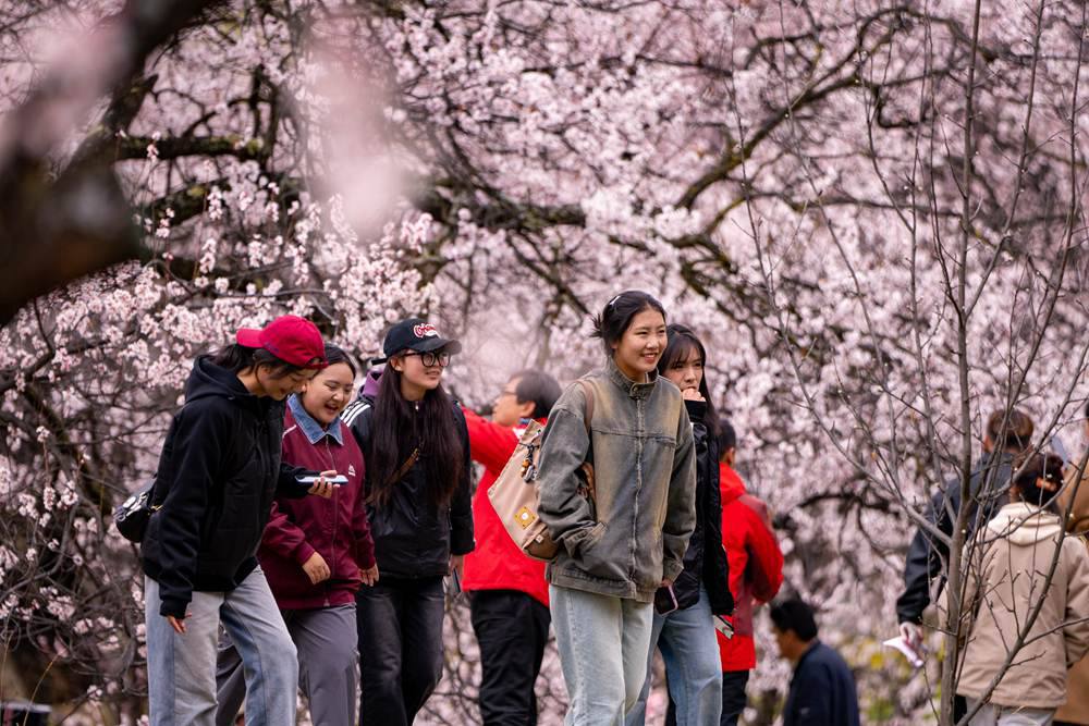 桃花盛開惹人醉，八方游客賞花來。徐馭堯攝