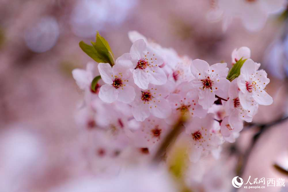 桃花盛開惹人醉。人民網(wǎng)記者 次仁羅布攝