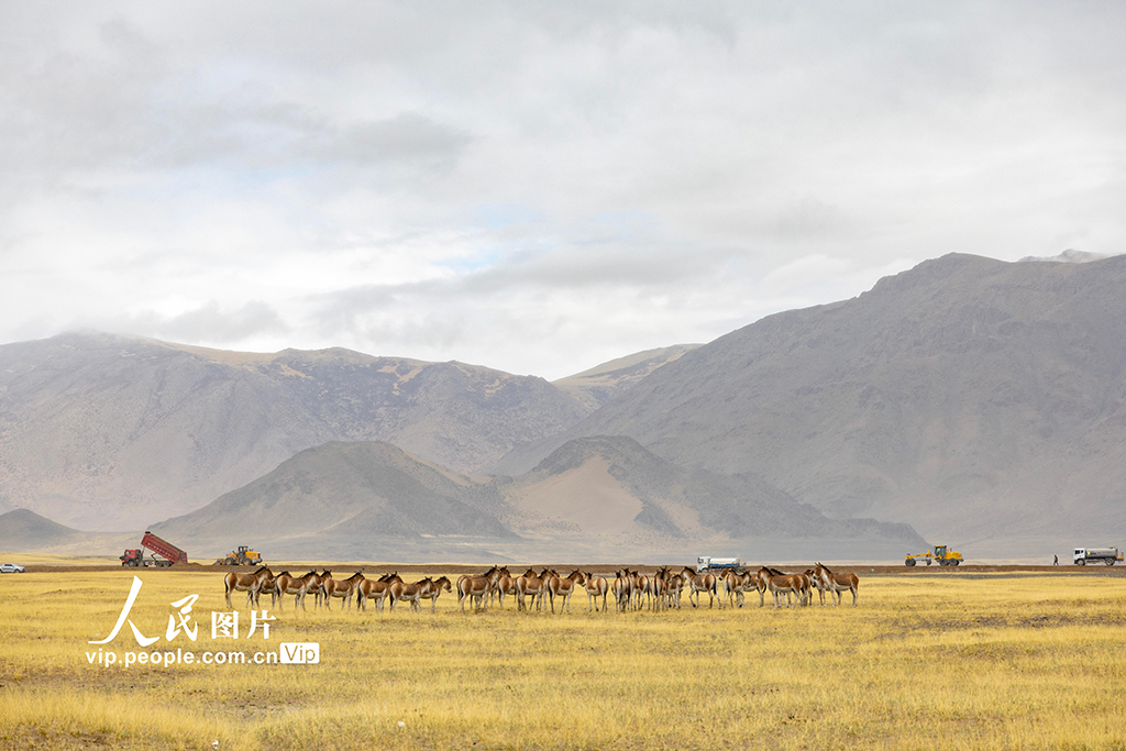 西藏阿里:高原公路建設(shè)忙【7】