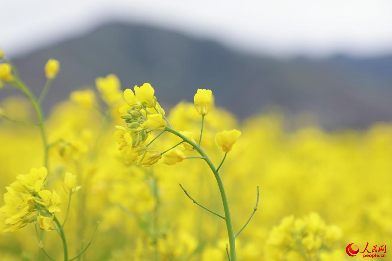 金色油菜花鋪滿大地。 人民網(wǎng) 李海霞攝