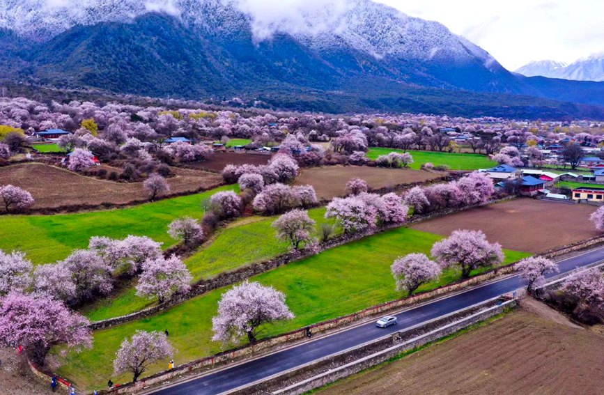 波密縣傾多鎮(zhèn)如納村盛開(kāi)的桃花。徐馭堯攝